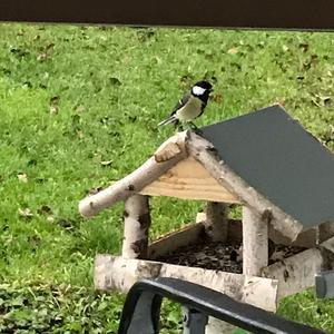 Great Tit