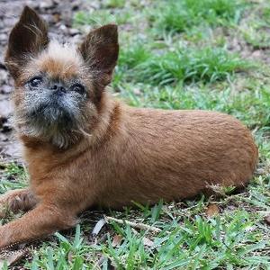 Brussels Griffon