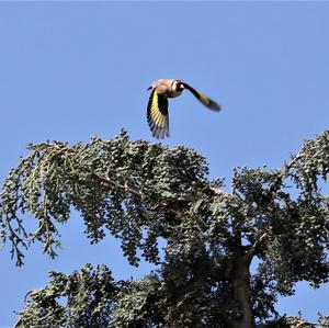 European Goldfinch