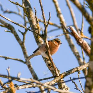 Eurasian Chaffinch