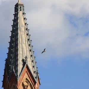 Red Kite