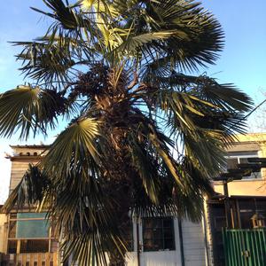 Chusan Palm