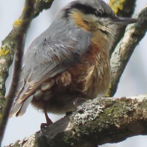 Wood Nuthatch