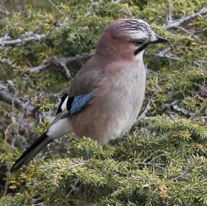 Eurasian Jay