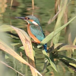 Common Kingfisher