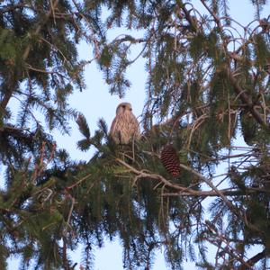 Common Kestrel