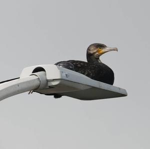 Kormoran