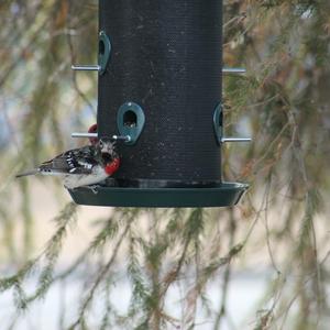 Rose-breasted Grosbeak