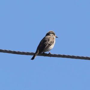 Spotted Flycatcher