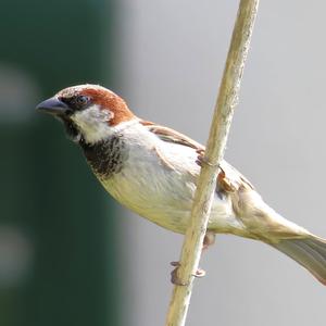 House Sparrow