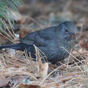 Eurasian Blackbird