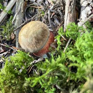 Dotted-stem Bolete