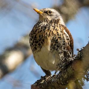 Fieldfare