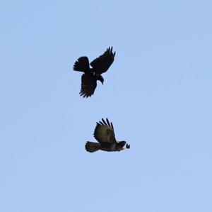 Common Buzzard