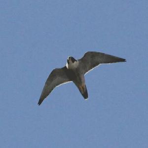 Peregrine Falcon