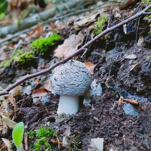 Stout-stalked Amanita