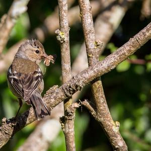 Eurasian Chaffinch