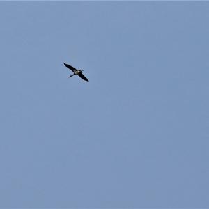 Black Stork