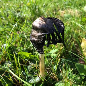 Shaggy Mane