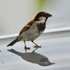 House Sparrow