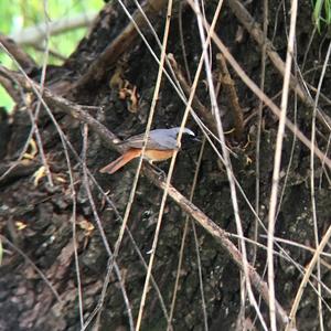 Common Redstart