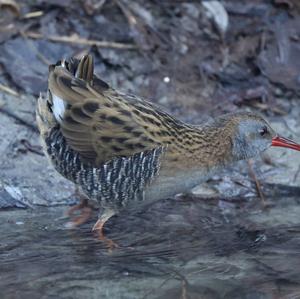 Water Rail