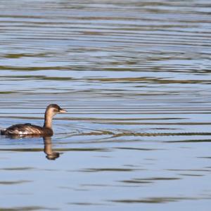 Little Grebe