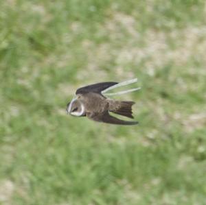 Sand Martin