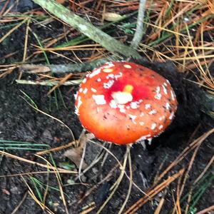 Fly Agaric