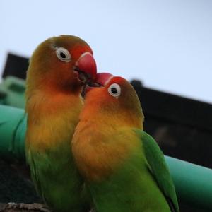 Fischer's Lovebird