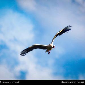 White Stork