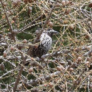 Spotted Nutcracker