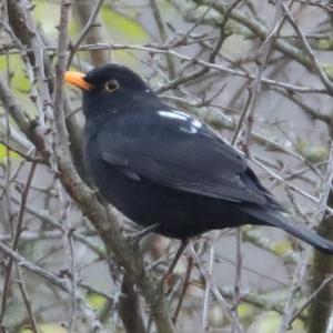 Eurasian Blackbird