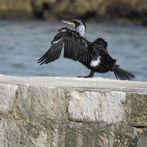 Great Cormorant