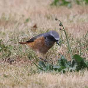 Common Redstart