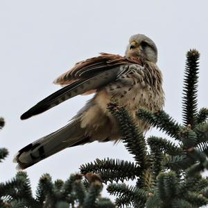 Common Kestrel