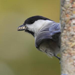 Willow Tit