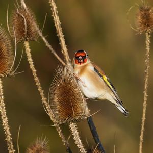 European Goldfinch