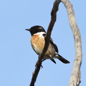 European stonechat