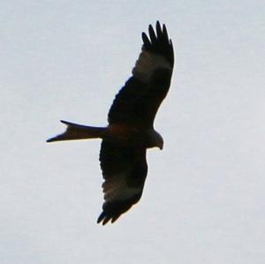 Red Kite