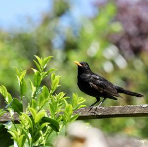 Eurasian Blackbird