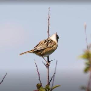 Zitting Cisticola