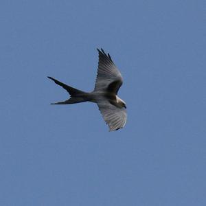 American Swallow-tailed Kite