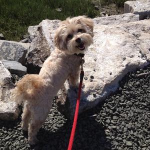 Unknown Breed