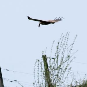 Common Buzzard