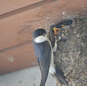 Northern House-martin