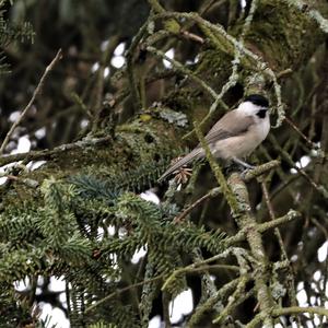 Marsh Tit