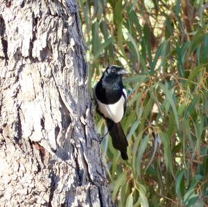 Black-billed Magpie