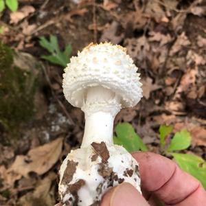 Fly Agaric