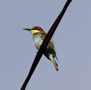 European Bee-eater